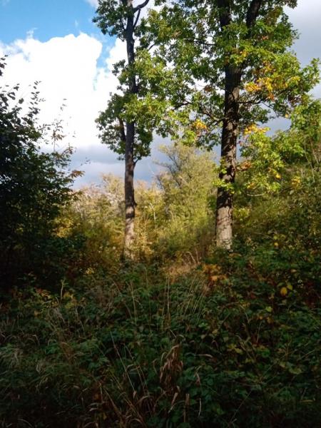 Állatok a hegyekben 2020