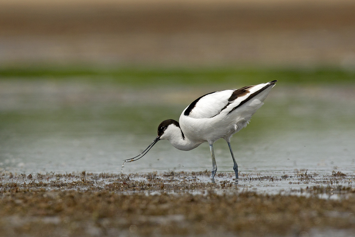 Bernáth Sándor dr. 