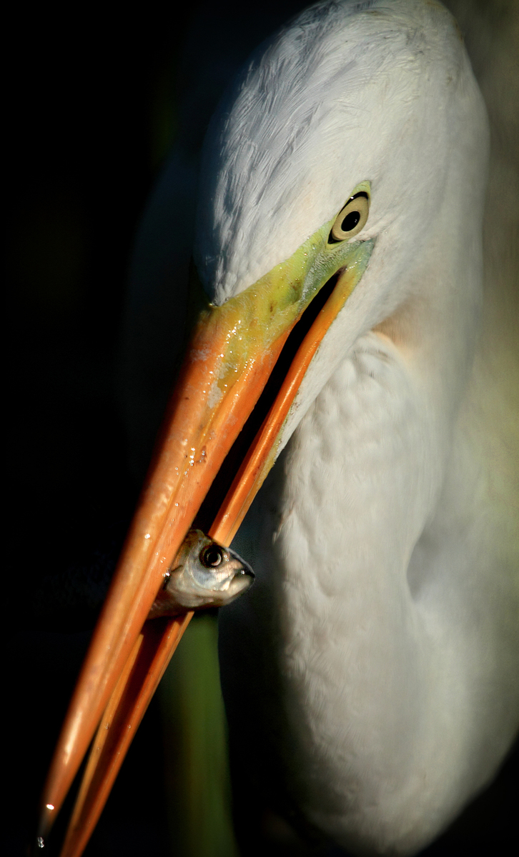 Ritzel Zoltán
