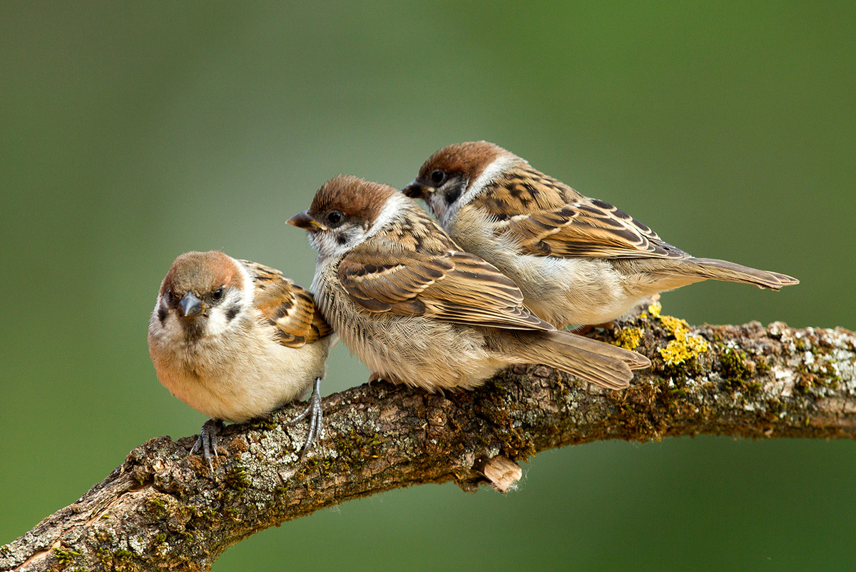 Bernáth Sándor dr. 