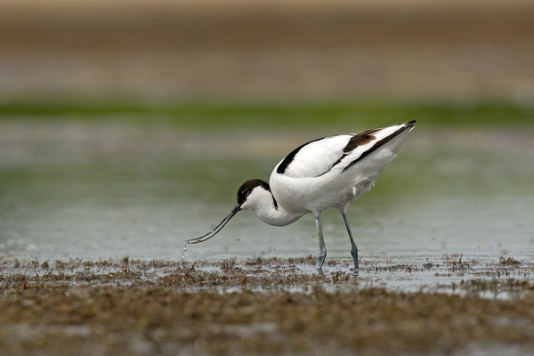 Kiszűrt táplálék 