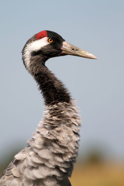 Daru portré