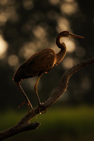 Vörösgém vörösben