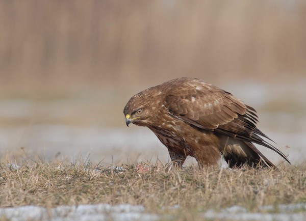 Egy vadász pillantása.... 