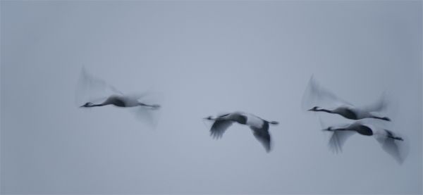 Hortobágyi hangulat