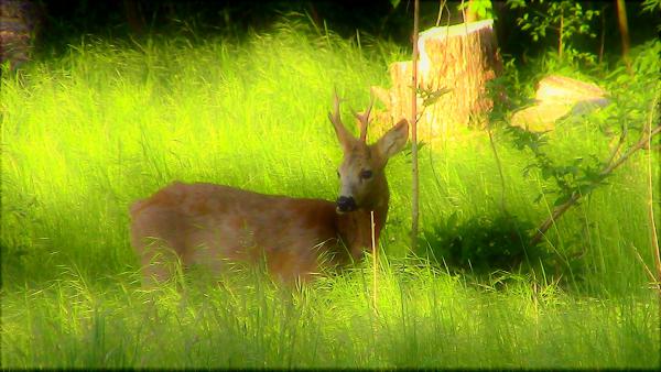 Egy fával kevesebb.