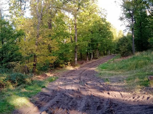 A Pilis erdő rejtelmei