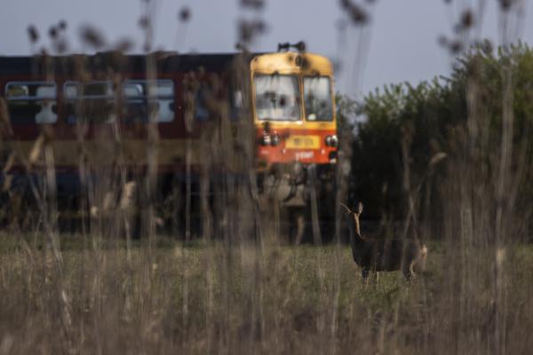 A hat órai kis piros