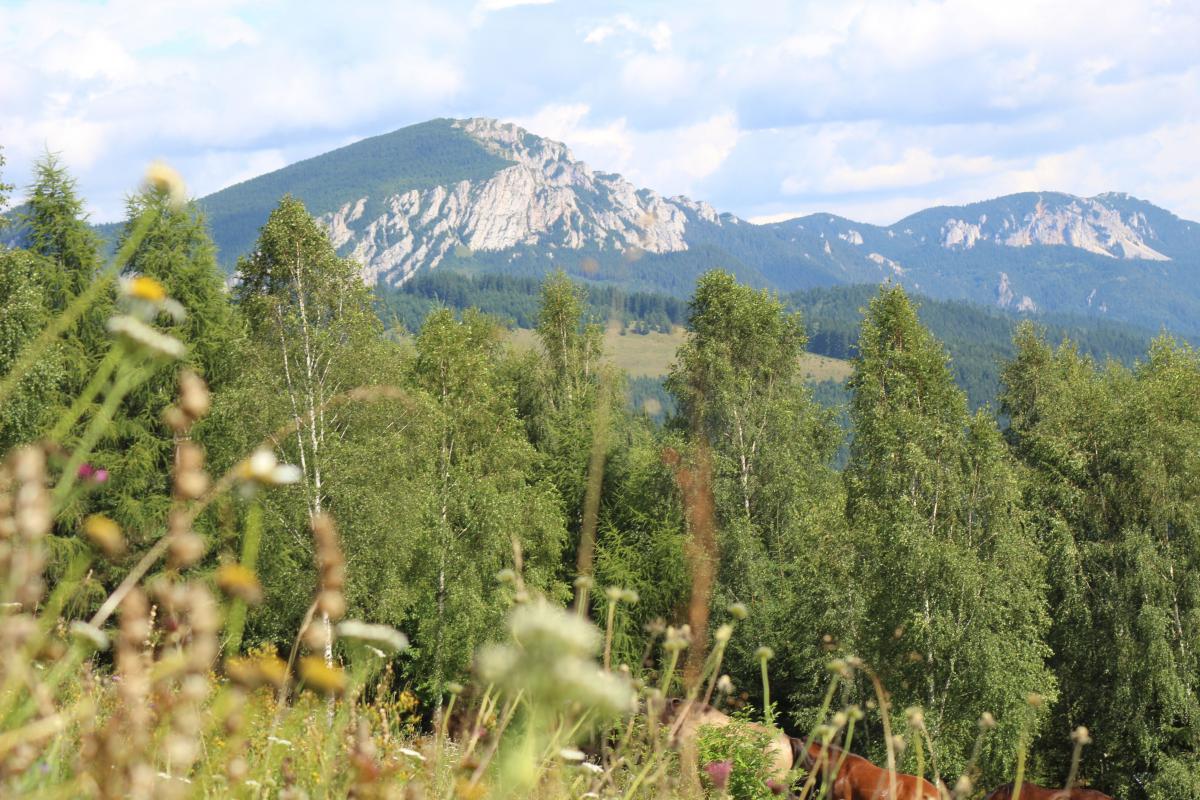 Schubkégel Krisztina