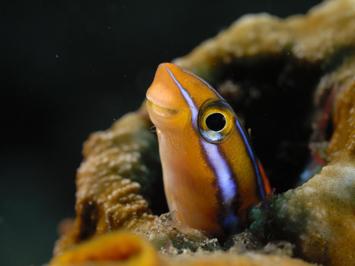 Násfayné Kőházi Mária