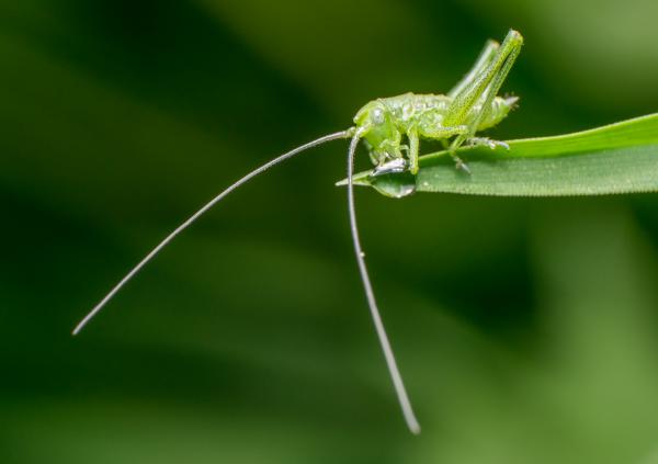 Szomját oltó szöcskelárva