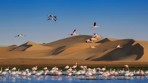 Flamingók és dűnék