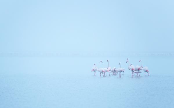 Flamingók a ködben