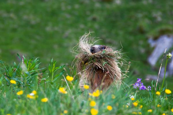 Rőt bajuszú mormota