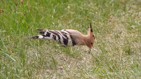 Sikeres élelemszerzés