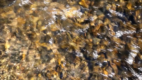 Tiszai ingolák ívása