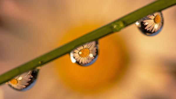 Százszorszép-másképp