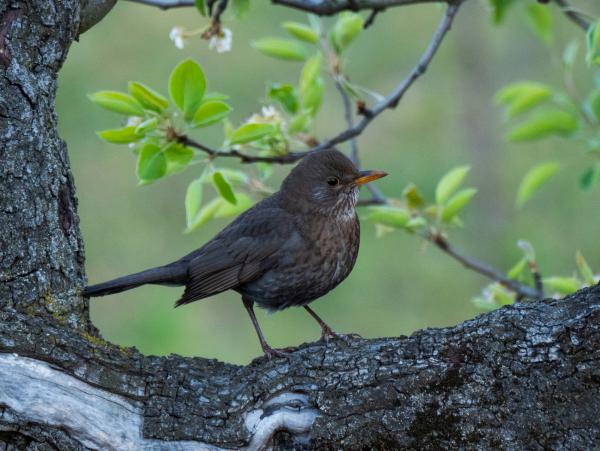 Rigóné a körtefán