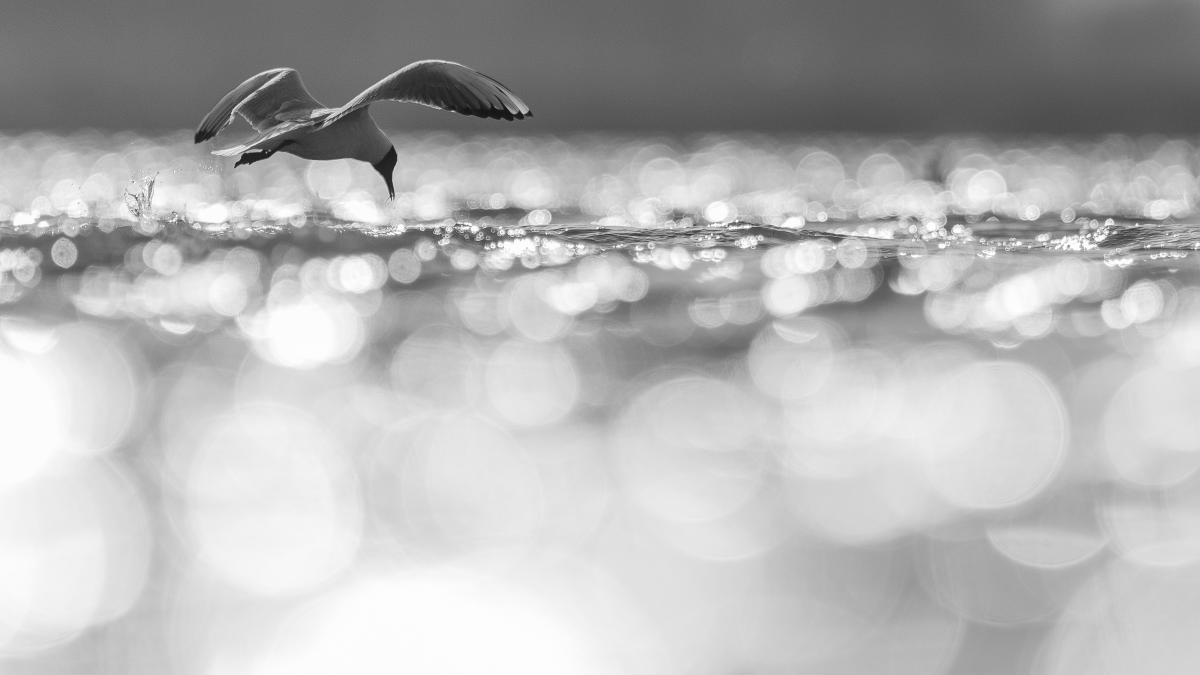 Koncz-Bisztricz Tamás