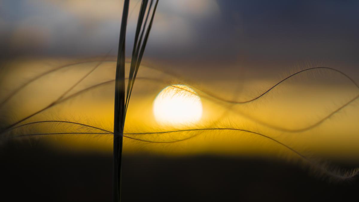 Koncz-Bisztricz Tamás