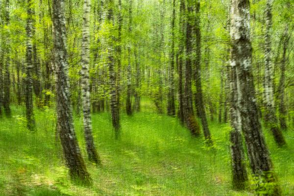 Tavasz a nyírjesben