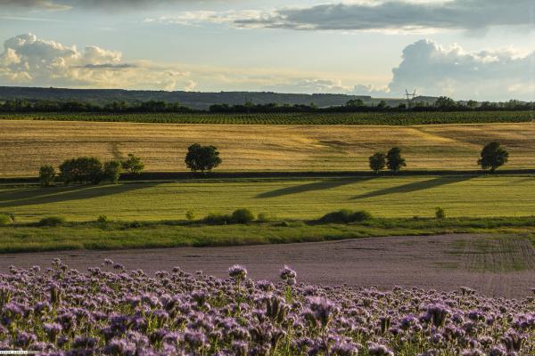 Mézontófű virágzás Somogyban