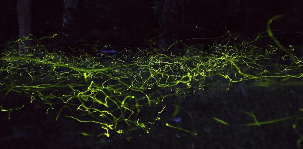 Szentjánosbogár rajzás