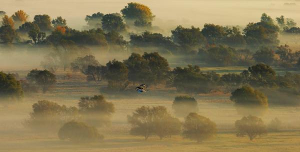 Bodrogzug hattyúkkal