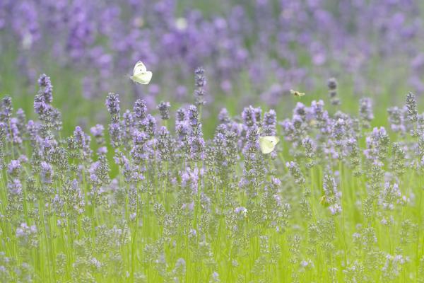 A levendulás vendégei