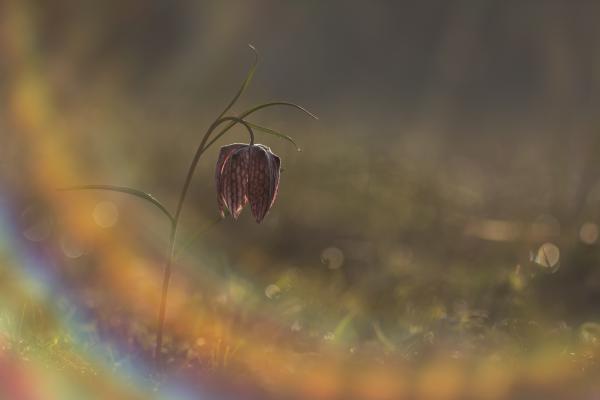 Felülni a szivárványra