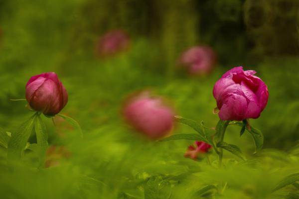 Bánáti bazsarózsa2