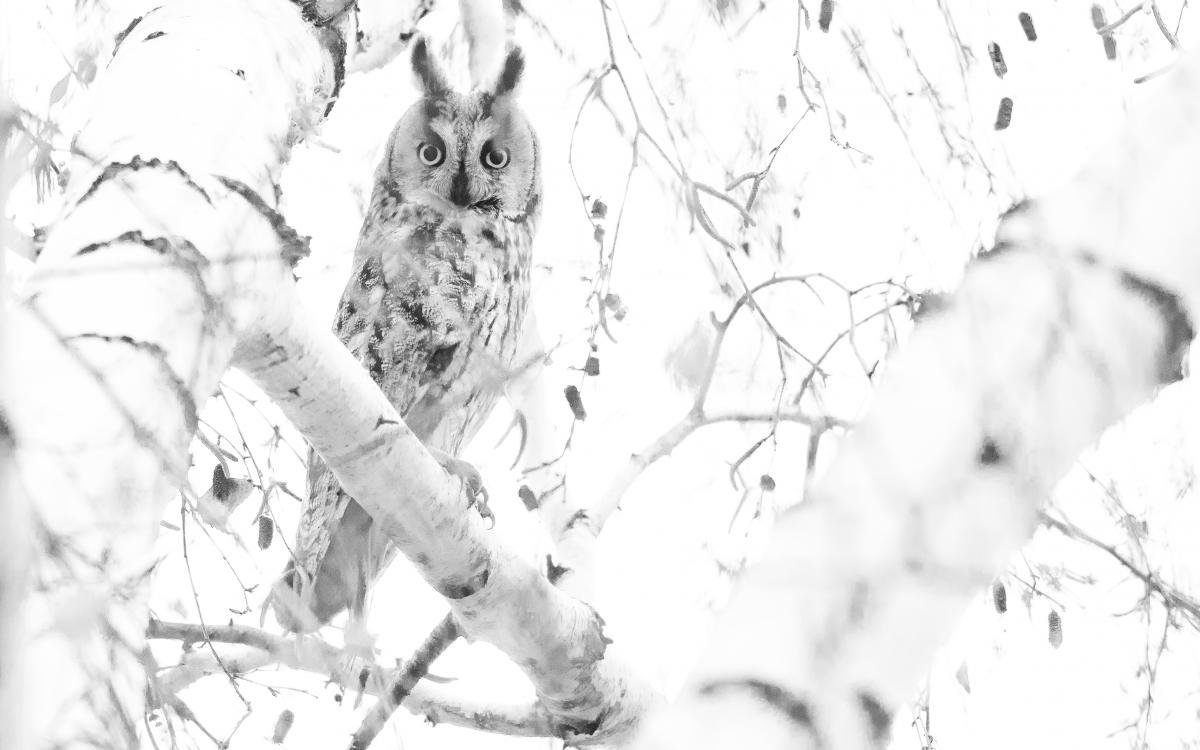 Koncz-Bisztricz Tamás