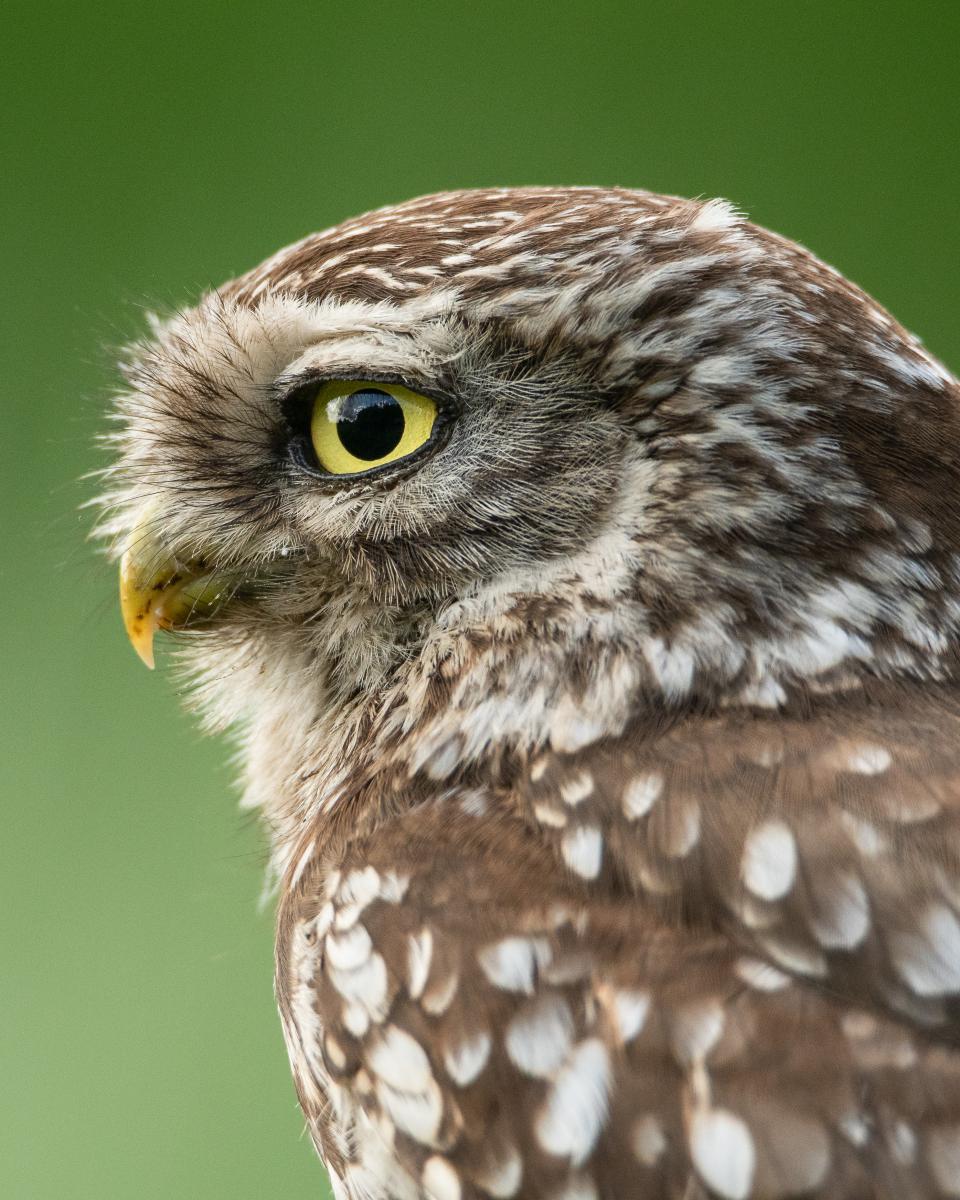 Gémné Kovács Anita