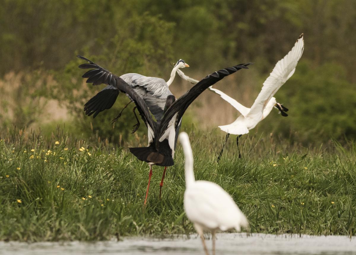 Gémné Kovács Anita