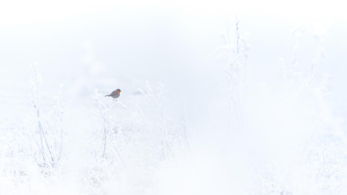 Koncz-Bisztricz Tamás