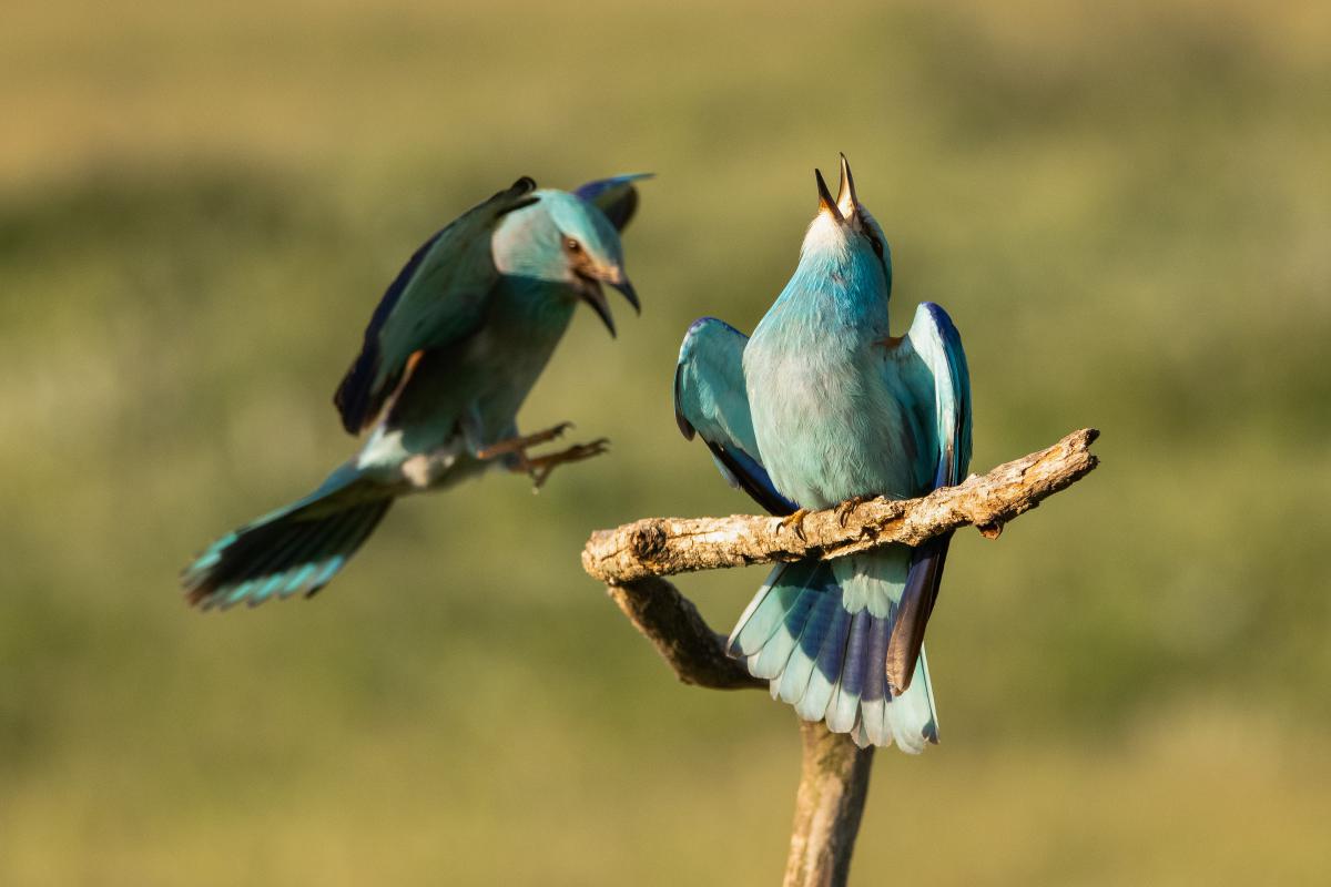 Gémné Kovács Anita