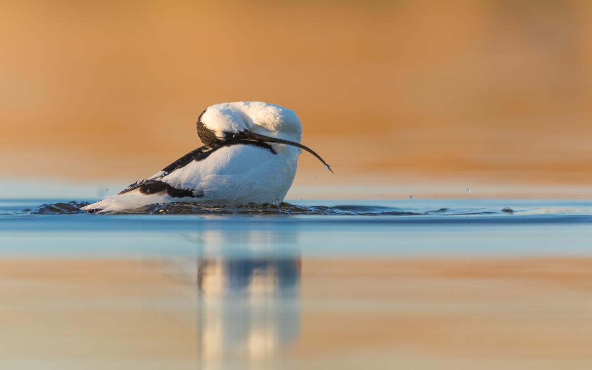 Koncz-Bisztricz Tamás