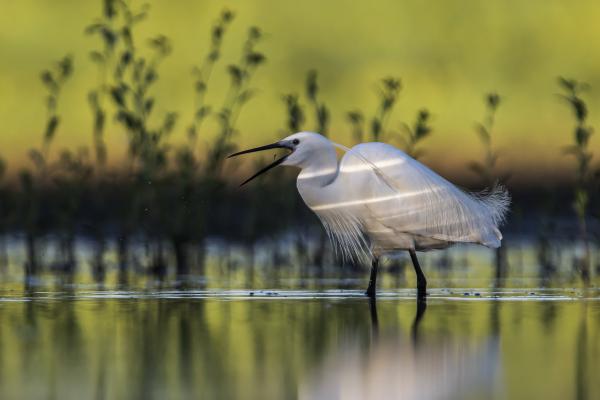 Zöldség köret, kevés hússal