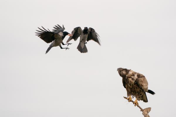 A pálya széléről