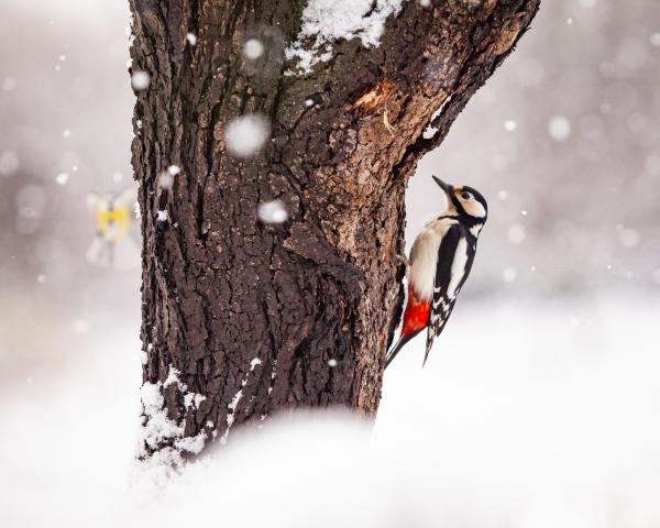 Harkály és cinege a hóesésben