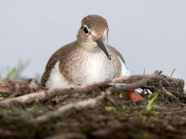 Vízparti találkozás