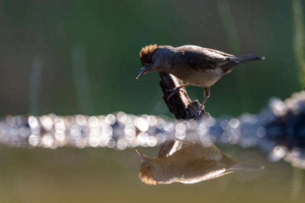 Tükröm, tükröm....