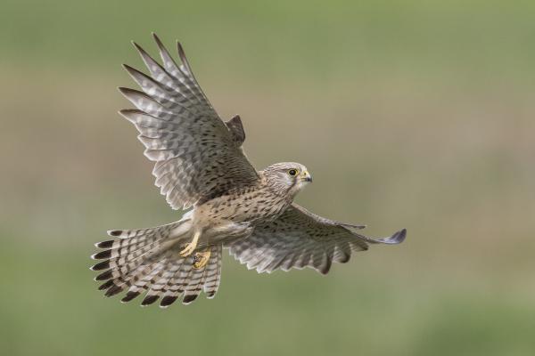 Madárszárnyak vércse módra