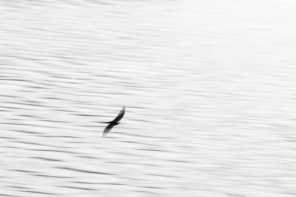 Füsti fecske (Hirundo rustica) a villámgyors légi