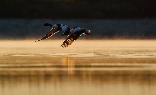 Bütykös ásóludak hajnalban