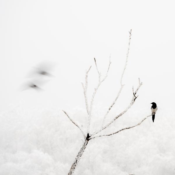 Fagyasztott pillanat