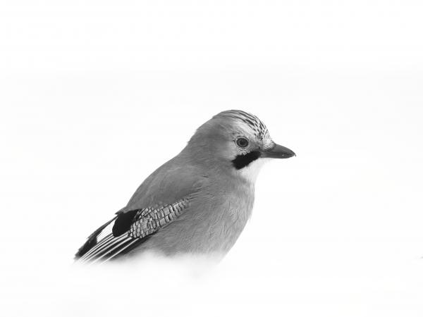 Mátyás téli portréja