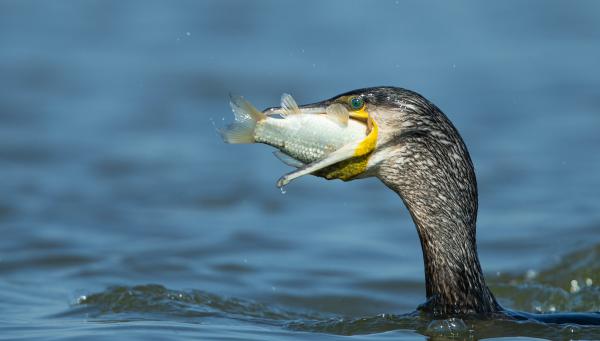 Végzetes találkozás