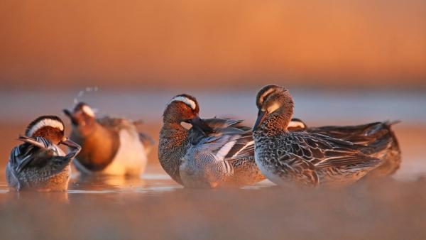 Reggeli készülődés