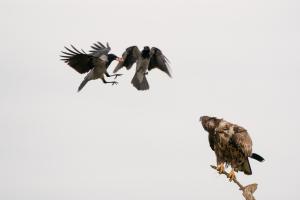 A pálya széléről A pálya széléről